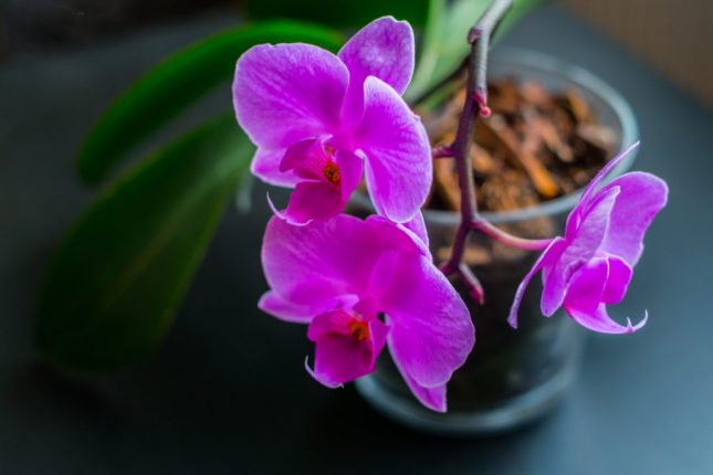 Orchidea