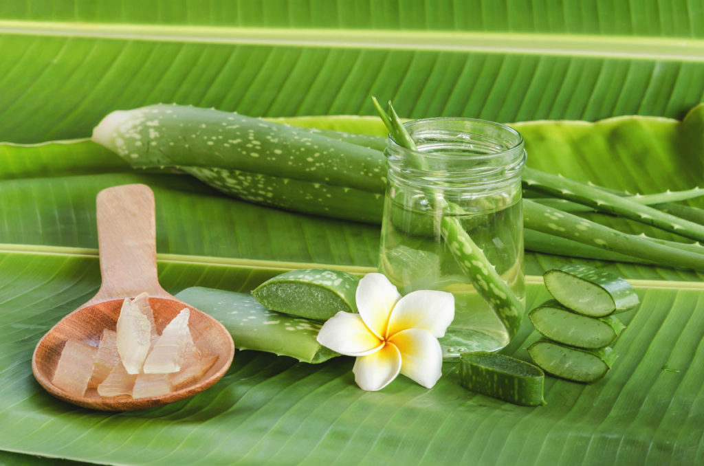 Aloe Vera very useful herbal medicine for skin treatment and use in spa for skin care.