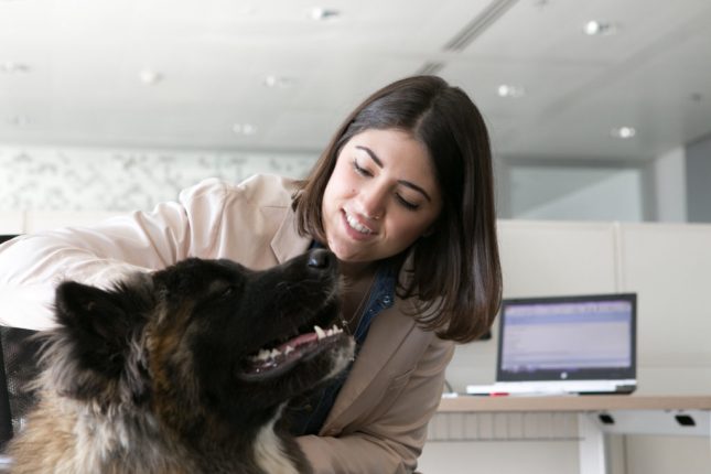 Pet at work