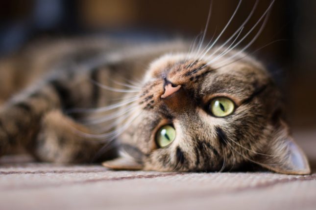 Forfora nel gatto?