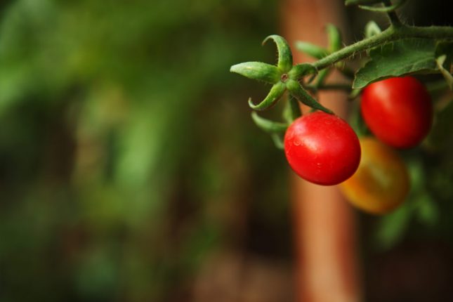 Coltivare i pomodori