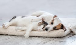 Cani e gatti stressati