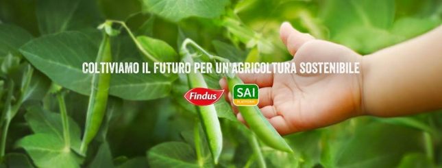 Findus