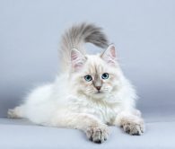 Il gatto siberiano