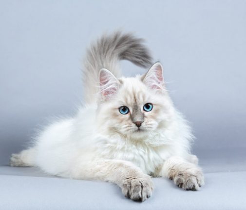 Il gatto siberiano