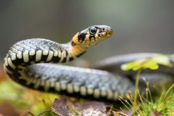 Sognare serpenti, che cosa significa?