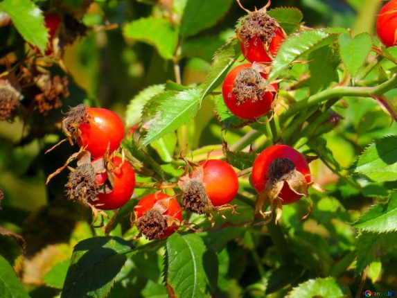 Cinorrodi di rosa canina quando raccoglierli e come utilizzarli