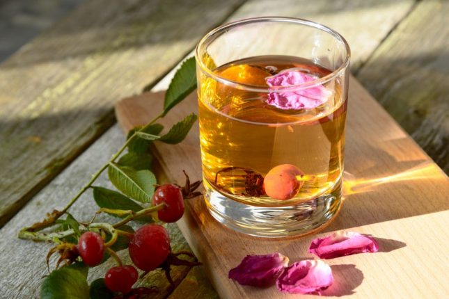 Rosa canina