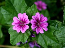 Malva: proprietÃ , benefici, controindicazioni, usi