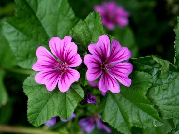 Malva: proprietÃ , benefici, controindicazioni, usi