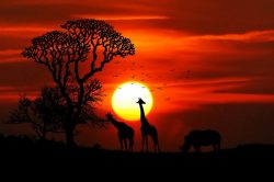 tramonto savana africa