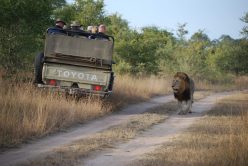 safari jeep leone