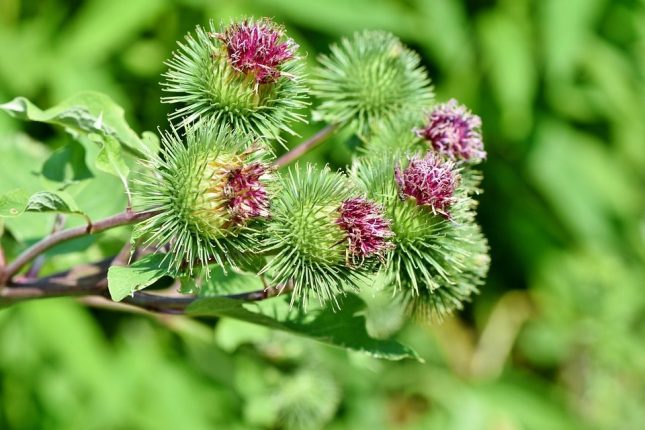 arctium lappa radice bardana per capelli secchi e grassi