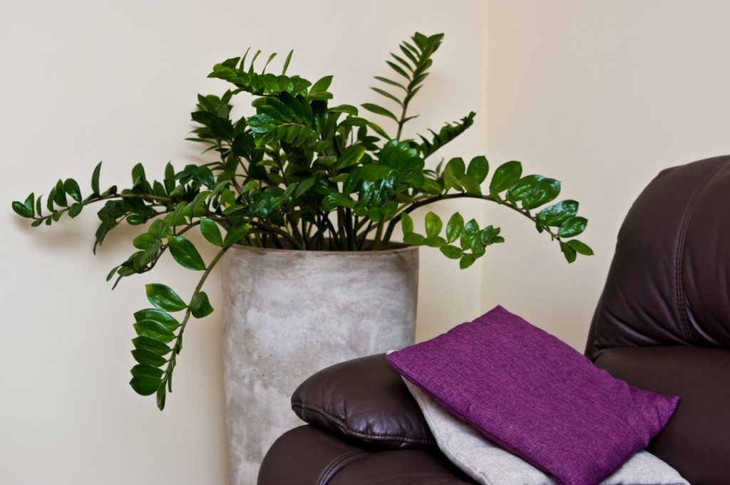 5 Piante Da Interni Che Non Hanno Bisogno Di Luce Per Una