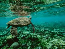 Spiagge popolate da tartarughe: dove si trovano