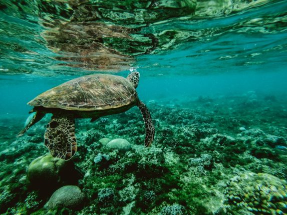 Spiagge popolate da tartarughe: dove si trovano
