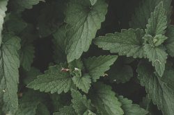 Nepitella o mentuccia: proprietà, controindicazioni e usi
