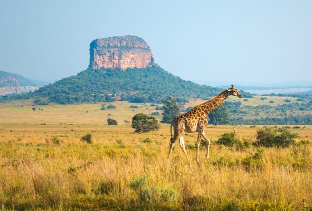 Paesaggio del SudAfrica con giraffa