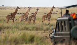 Giraffe nella savana