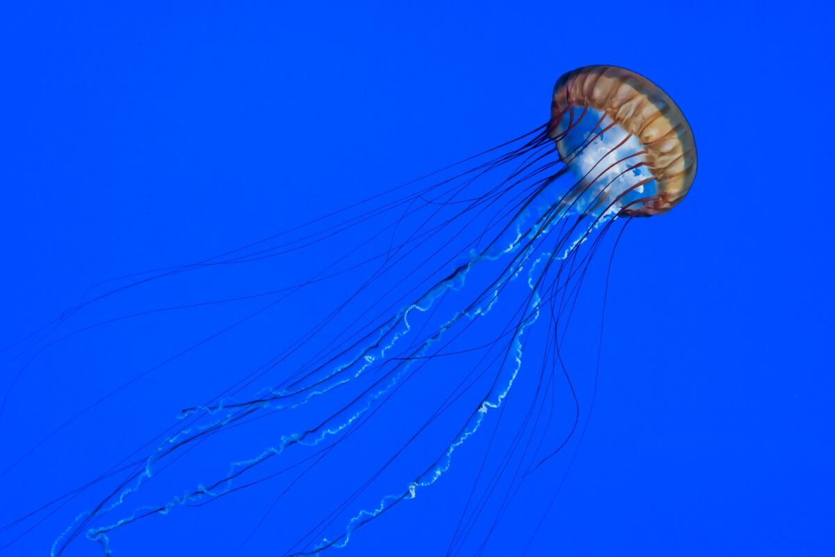 Puntura di medusa: cosa fare e rimedi