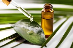 Olio tea tree o melaleuca: proprietà, controindicazioni, usi