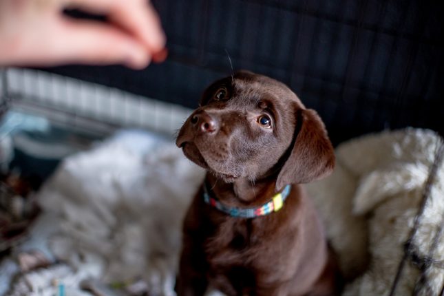 Il cane può mangiare il cioccolato?
