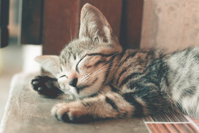Educare un gatto: come insegnargli dei comandi