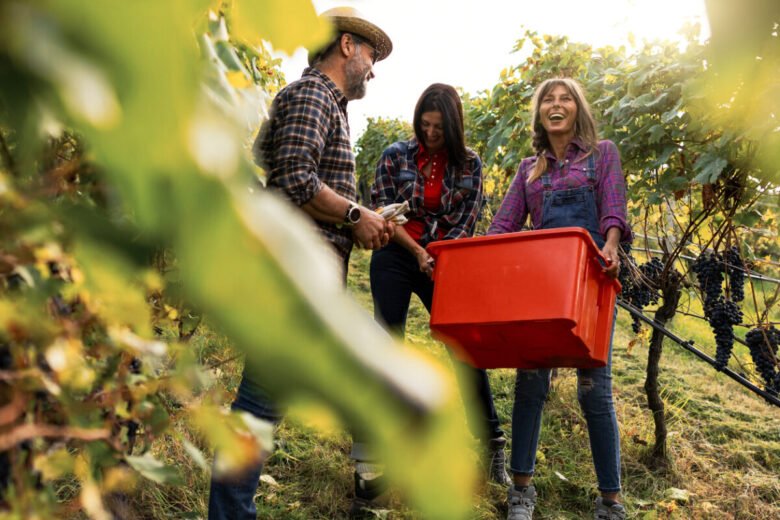 Cosa si intende per vendemmia tardiva e qual è il periodo