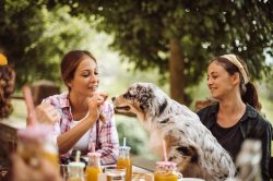 Cibo che fa male ai cani