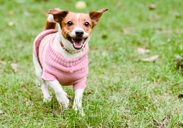 Taglie vestitini dei cani: come districarsi con le misure