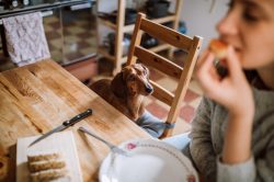 Il latte fa male ai cani