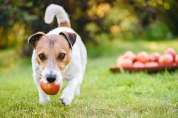 Si può dare la mela ai cani?