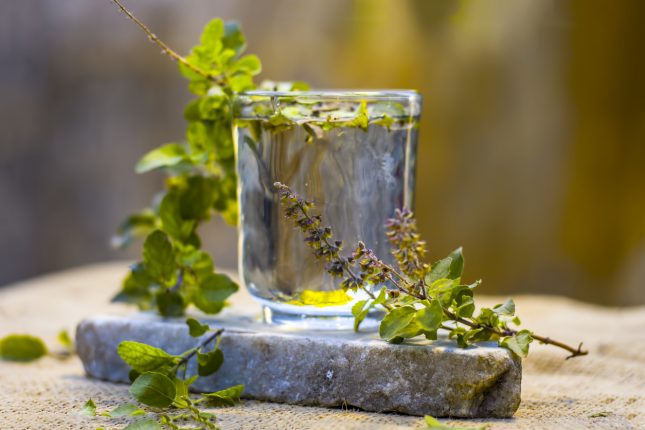 Tulsi:i benefici straordinari del basilico santo