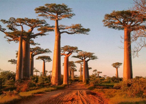 Curiosità sul baobab: quanto vivono queste piante