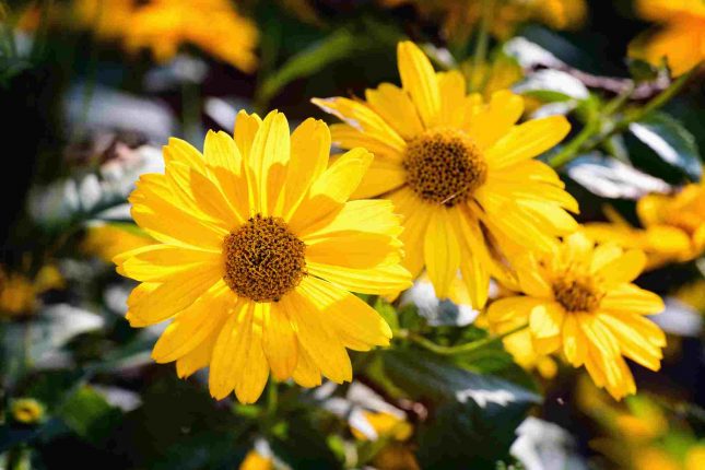 Arnica come rimedio naturale cosa cura