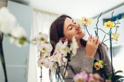 Orchidee cura e manutenzione
