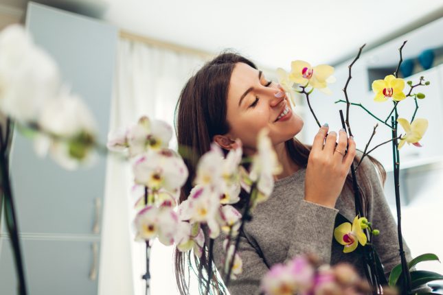 Orchidee cura e manutenzione