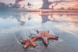 Spiagge dove vedere le stelle marine
