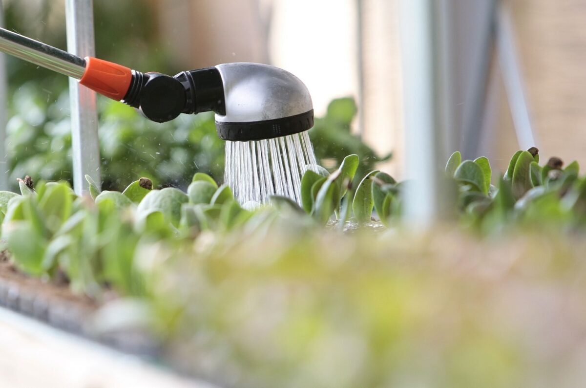 watering-520448_1920 watering-520448_1920