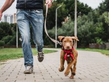 Accessori per cani