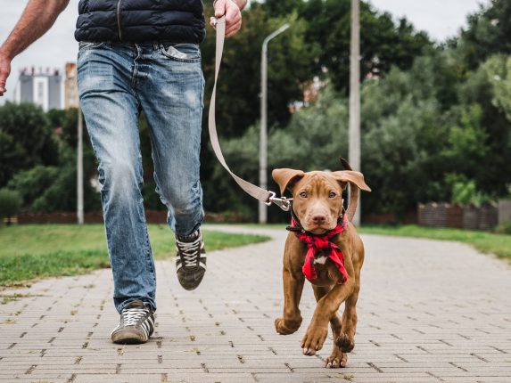 Accessori per cani