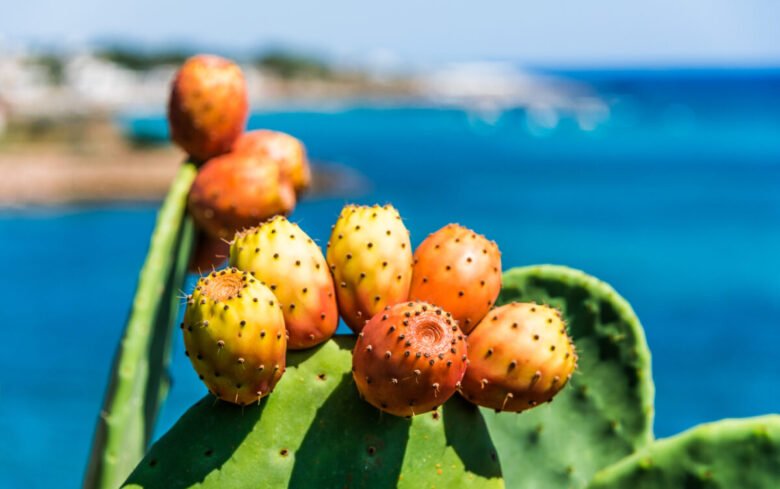 fichi d'india