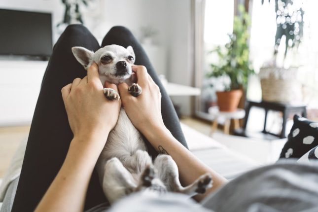 Chihuahua nano: prezzo e cura