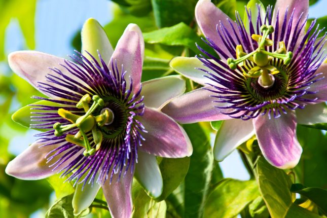 passiflora proprietà e benefici