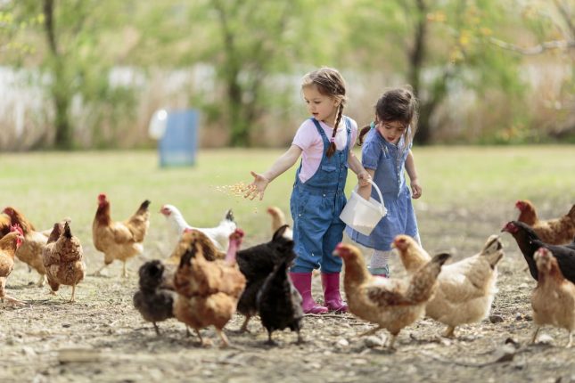 Agriturismo con animali per bambini Milano, dove andare