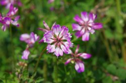 Astragalo: gli usi per proteggere il fegato