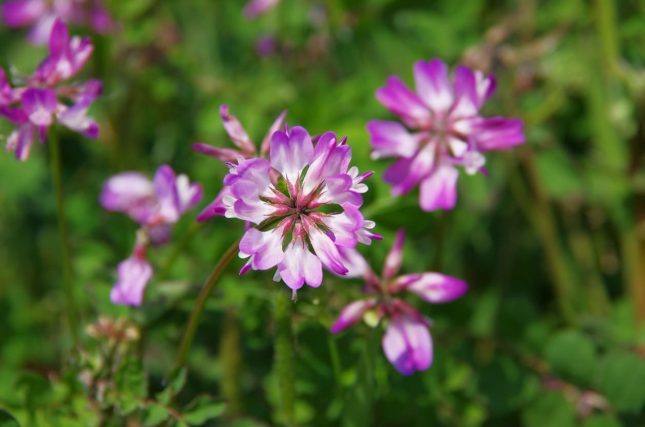 Astragalo: gli usi per proteggere il fegato