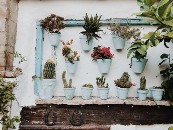 5 piante grasse da interno per arredare casa