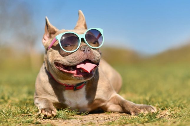 Costumi da bagno per cani