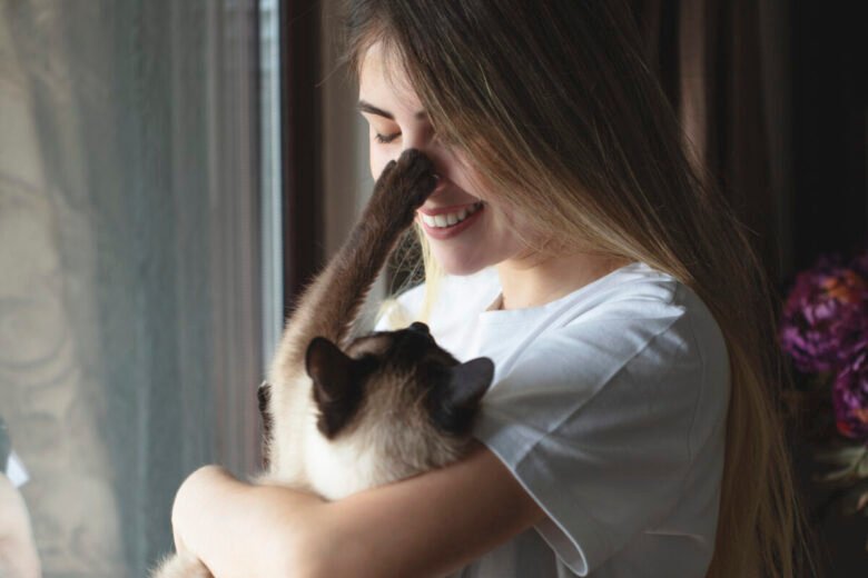 gatto Siamese